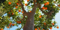 Calabria, due nuovi Presìdi Slow Food: il pomodorino siccagno di Zagarise e l’arancia belladonna di San Giuseppe