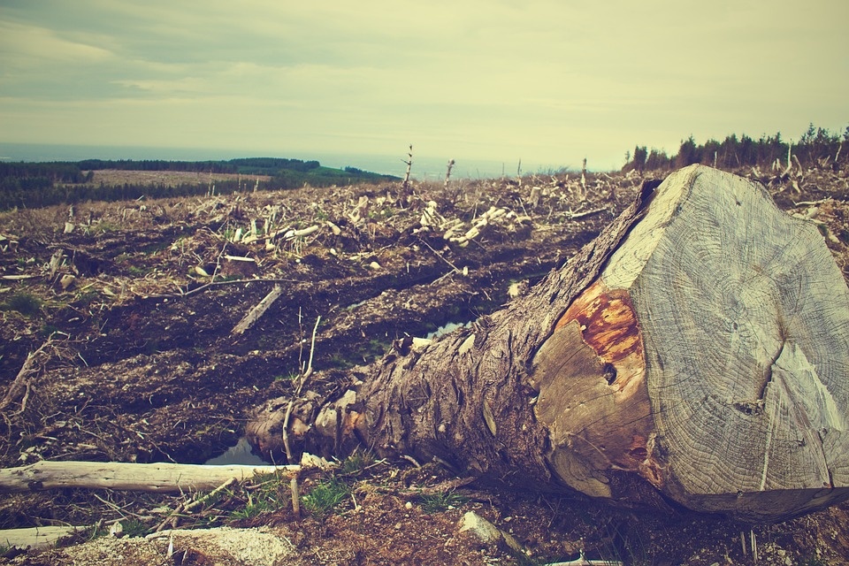 Allarme di Green Impact: troppe foreste in fumo per produrre energia 