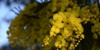 Caldo: natura sconvolta con mimose e ciliegi in fiore