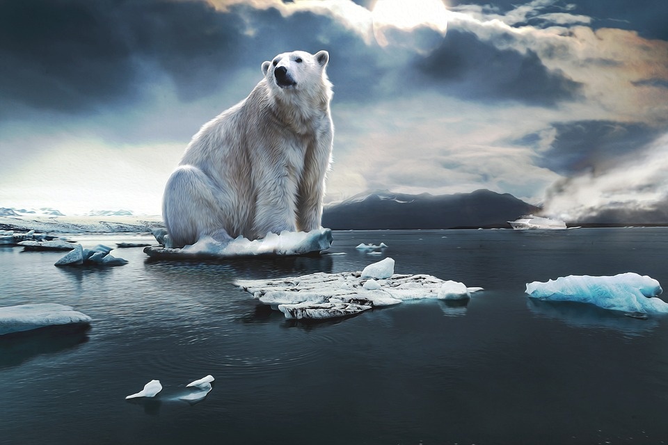 Greenpeace: biodiversità europea a rischio a causa di allevamenti e sfruttamento delle foreste