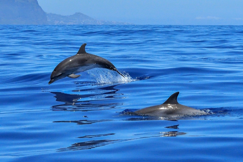 Mediterraneo meno inquinato e più sicuro per i cetacei
