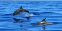 Mediterraneo meno inquinato e più sicuro per i cetacei