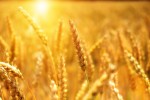 Agricoltura e sostenibilità: a Pavia nasce il riso a ridotto impatto ambientale