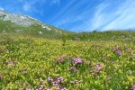 Un itinerario tra erbe spontanee e racconti mitologici in Valle Aurina: il sentiero Anna
