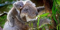 NUII e WildArk: insieme per la salvaguardia dei koala a rischio di estinzione
