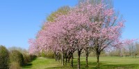 Siccità: ciliegi in fiore e fave fuori stagione