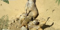 Al parco Le Cornelle nascono 4 suricati e 2 canguri rossi
