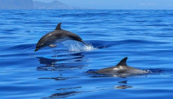 Uno studio europeo indaga sui cetacei del mar Mediterraneo