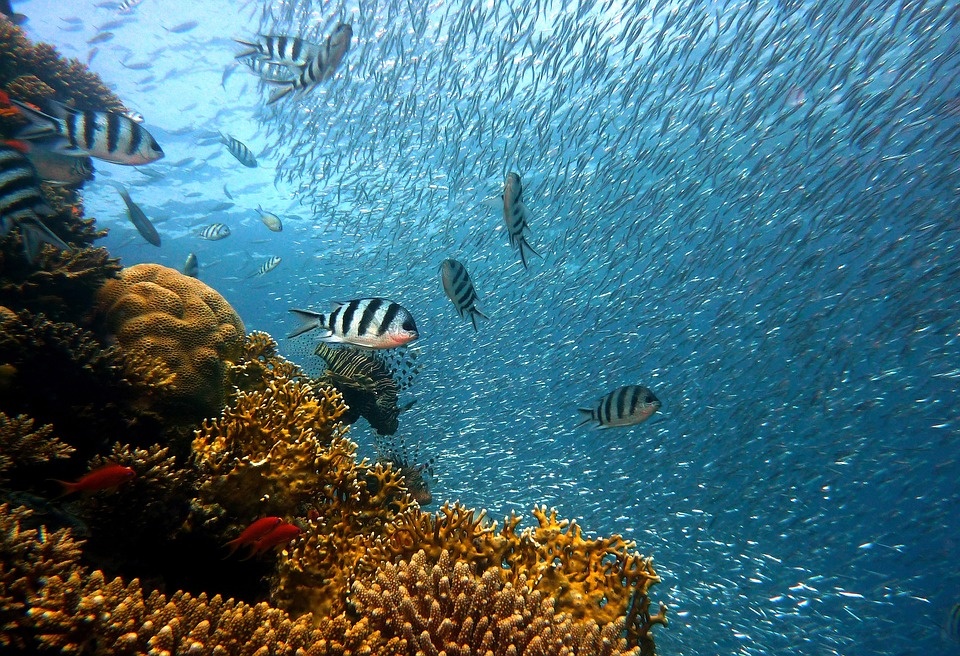 UE: accordo sulla protezione e sull'uso sostenibile delle risorse e della biodiversità in alto mare