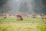 Biodiversità: torna in natura il cervo italico