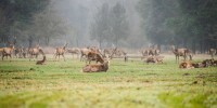 Biodiversità: torna in natura il cervo italico