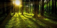 Report PEFC 2023, aumentano foreste gestite in modo sostenibile: in Italia quasi 1 mln di ettari