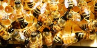 Sono le api il vero segreto dei 488 formaggi italiani