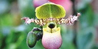  Nella regione di Lana in Alto Adige c’è il Mondo delle orchidee