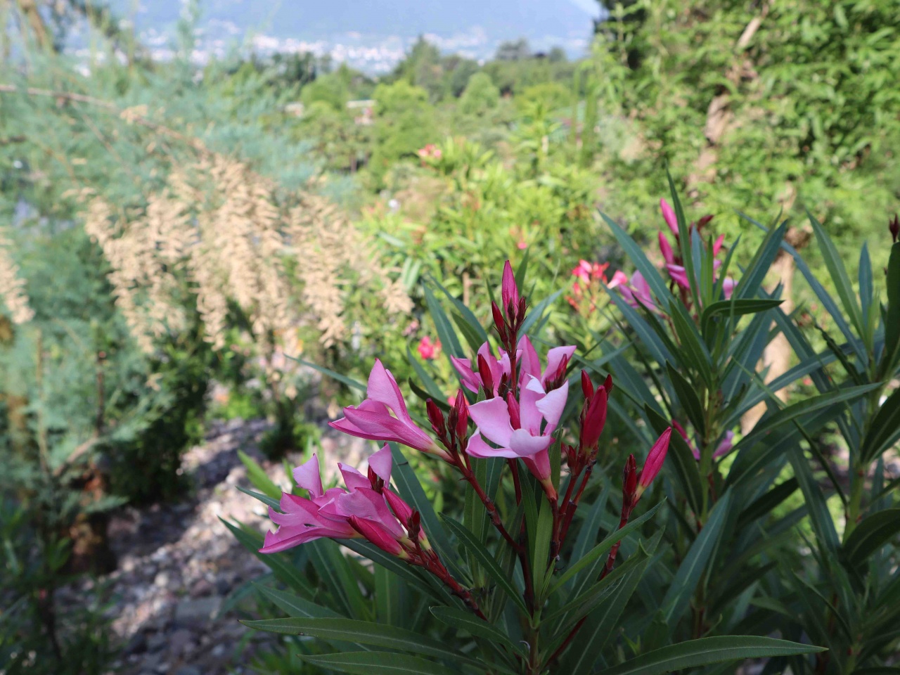 Trauttmansdorff: le fioriture della stagione più calda nel giardino botanico meranese  