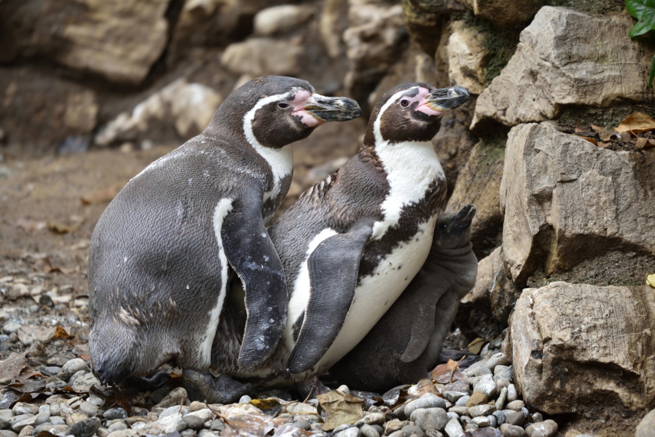 Al Parco Le Cornelle arrivano Sandy e Mambo, due pulcini di pinguino di Humboldt
