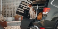 Thule presenta Thule Allax, il box per il trasporto sicuro dei cani in auto