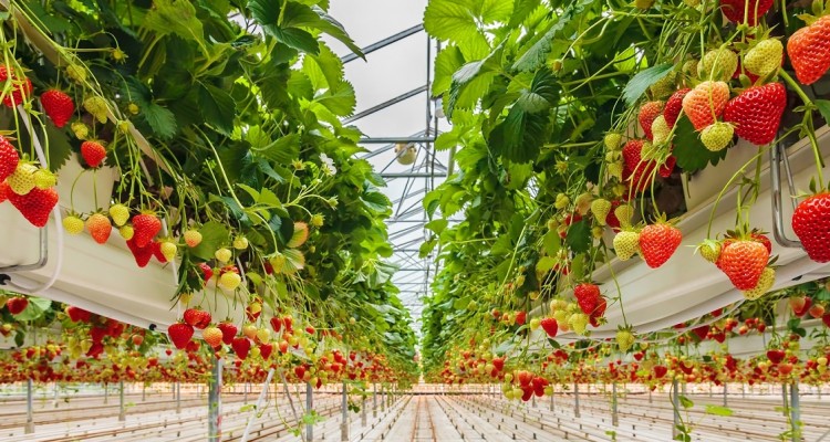 Honeywell collabora con un innovativo coltivatore di fragole per il controllo dei processi sostenibili