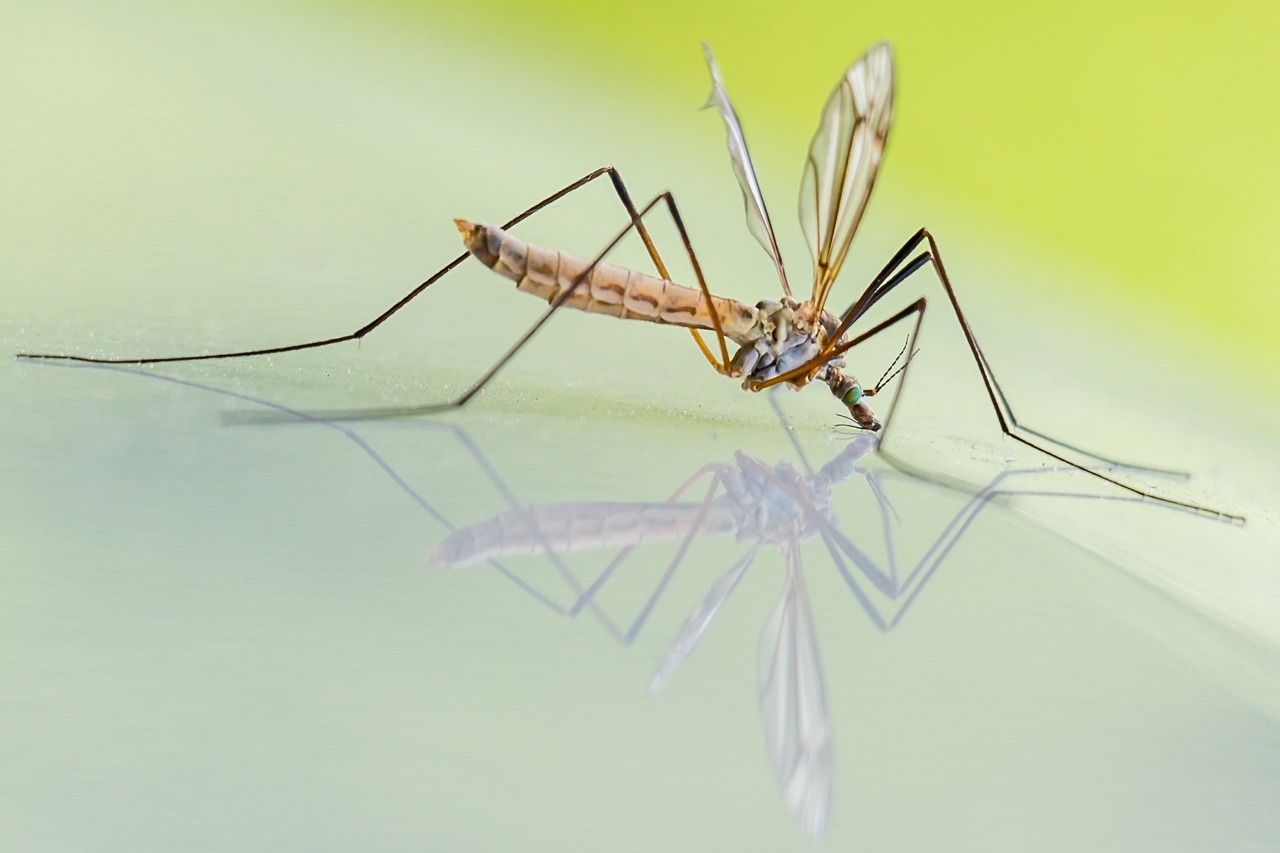 Cambiamento climatico e zanzare: aumenta rischio malattie