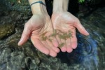 Progetto LIFE CLAW: i gamberi di fiume italiano ripopolano i corsi d'acqua