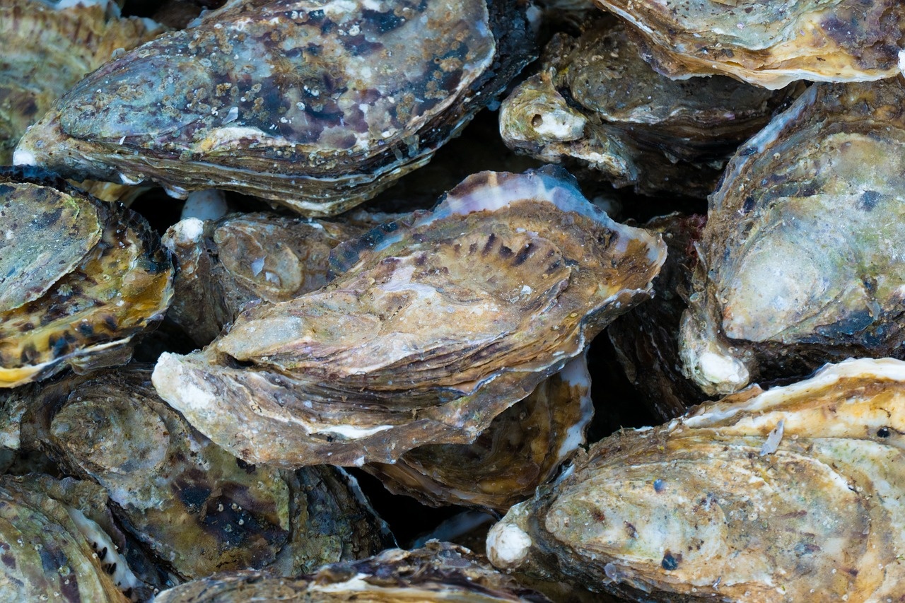 Liguria, ENEA: dagli scarti della molluschicoltura nuovi “reef” per rigenerare il mare