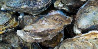 Liguria, ENEA: dagli scarti della molluschicoltura nuovi “reef” per rigenerare il mare