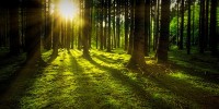 Indagine di Greenpeace: foreste vetuste europee disboscate anche se protette
