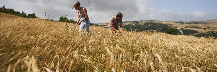 Un nuovo Presidio Slow Food in Campania: il grano marzellina