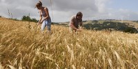 Un nuovo Presidio Slow Food in Campania: il grano marzellina