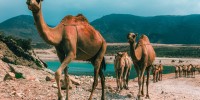 Oman, viaggio nella perla d'oriente