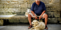 Cane anziano: come prendersene cura nel modo più corretto? I consigli di MYLAV