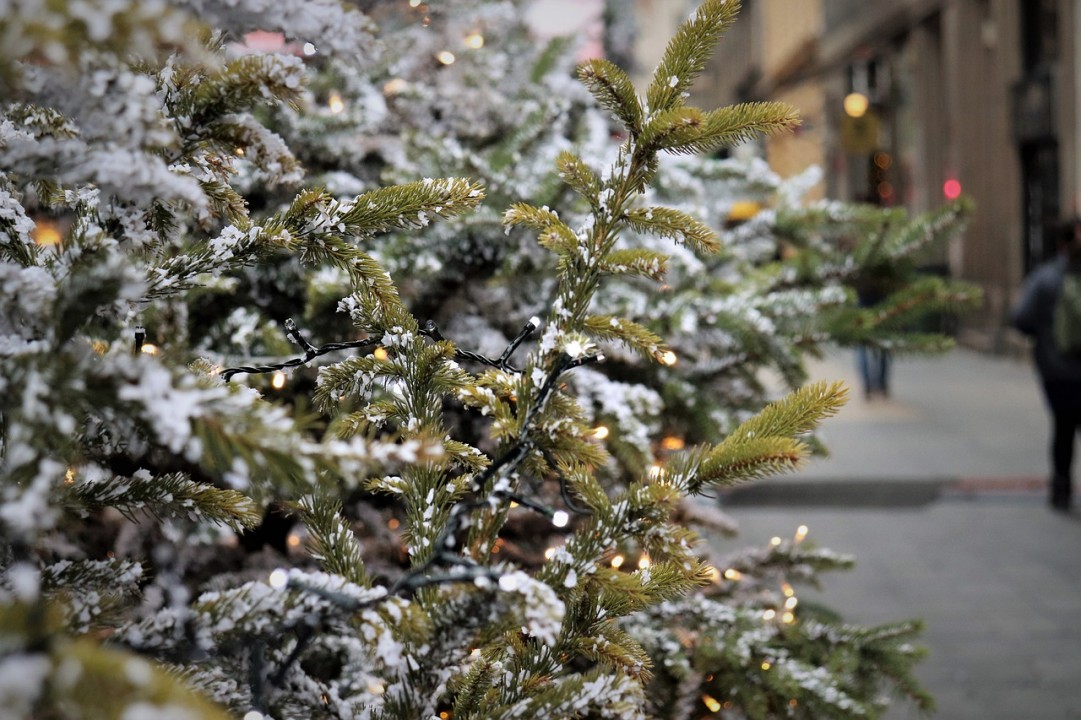 Dall’albero di Natale (vero) ai regali solidali: come fare le scelte più sostenibili secondo PEFC  