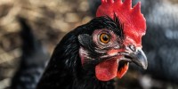 Il pollo Romagnolo è un nuovo Presidio Slow Food
