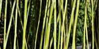 Alter Eco e Forever Bambù per la cellulosa Made in Italy a km 0