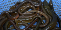 Al via un piano di gestione per promuovere il recupero della popolazione di anguille nel Mediterraneo