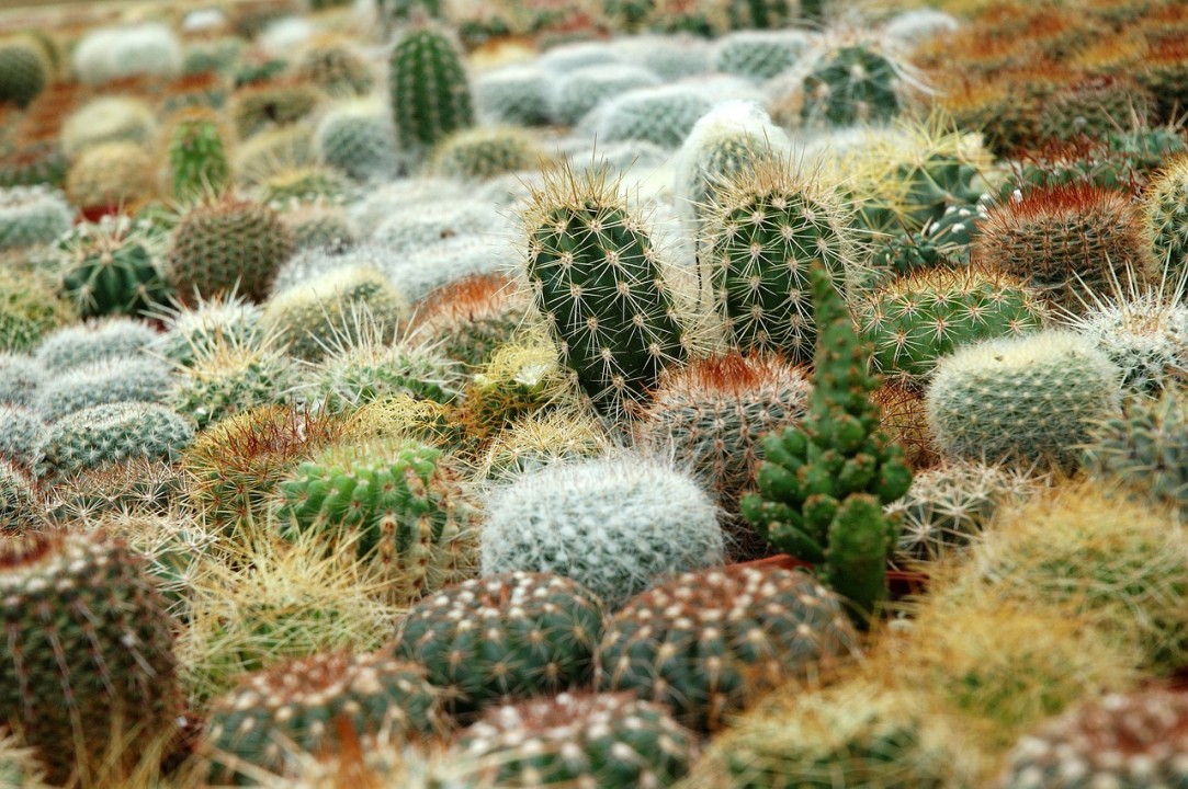 La nuova stagione dei Giardini di Castel Trauttmansdorff in compagnia delle succulente