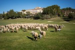 In Spagna, in provincia di Cadice, le pecore locali si occupano del mantenimento del campo da golf
