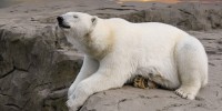 27 febbraio, Giornata Internazionale dell'Orso polare