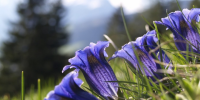 Lana in fiore 2024: la grande festa della primavera in Alto Adige  