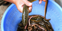 La pesca tradizionale del Trasimeno diventa  Presidio Slow Food