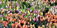 Merano Flower Festival, il tripudio dei fiori e delle piante