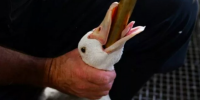 Animal Equality: per il 74% dei Francesi il foie gras è inacettabile