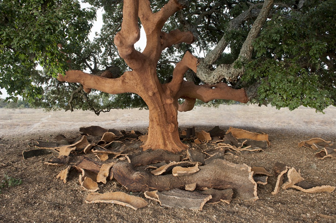 Cambiamento climatico:  decortica anticipata per il benessere delle piante  