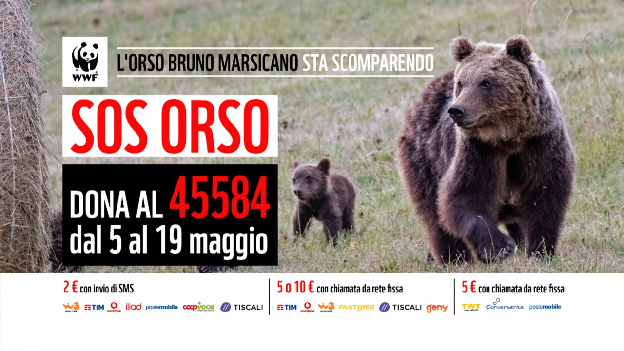 SOS Orso in Abruzzo: WWF sul campo per prevenire incidenti stradali