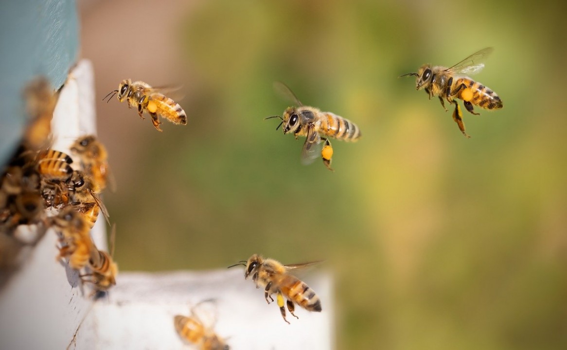  L’importanza delle api nei masi Gallo Rosso: “Oro liquido” dall’Alto Adige  