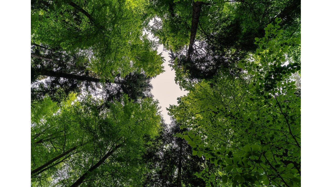 Le foreste alluniversità: PEFC premia le tesi di laurea su gestione e certificazione forestale
