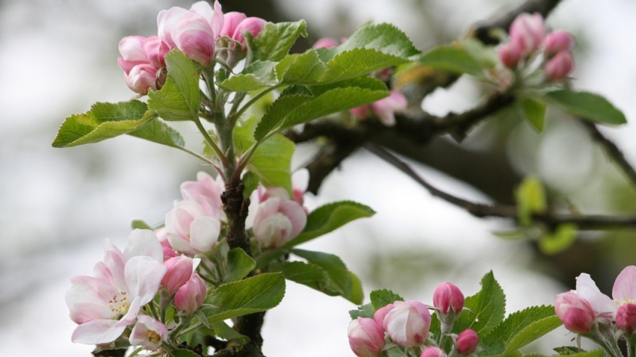 A Tirolo sboccia la primavera