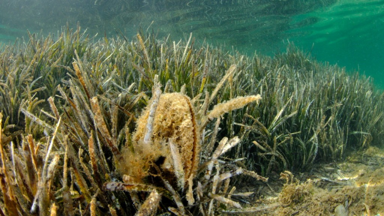 Giornata Nazionale del Mare: salvare la Pinna nobilis, specie simbolo dell’unicità del Mediterraneo