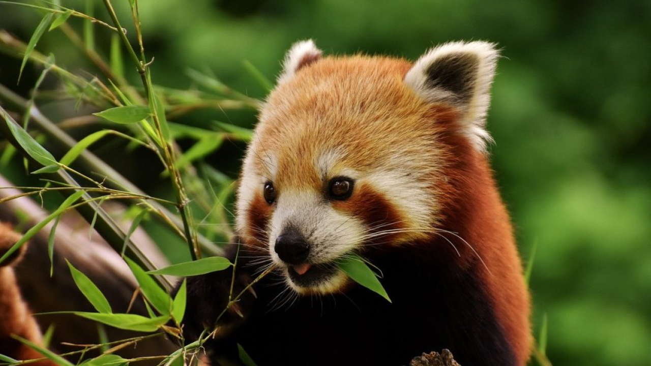 Una spedizione nel cuore dell’Himalaya per proteggere il panda rosso