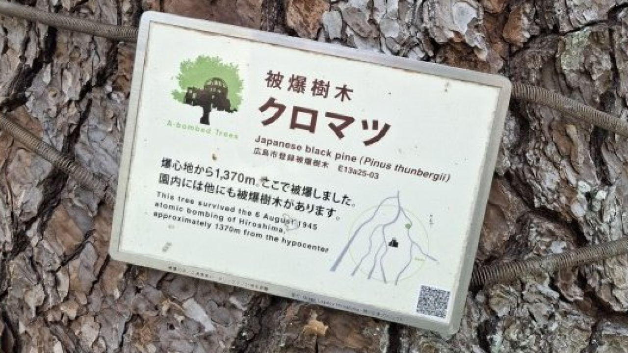 Hiroshima: PEFC porta in Italia gli Hibakujumoku, alberi sopravvissuti alla bomba atomica